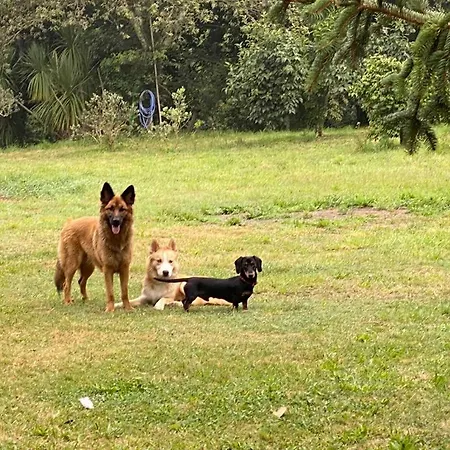 カントリーハウス Pazo Cibran San Xulián de Sales
